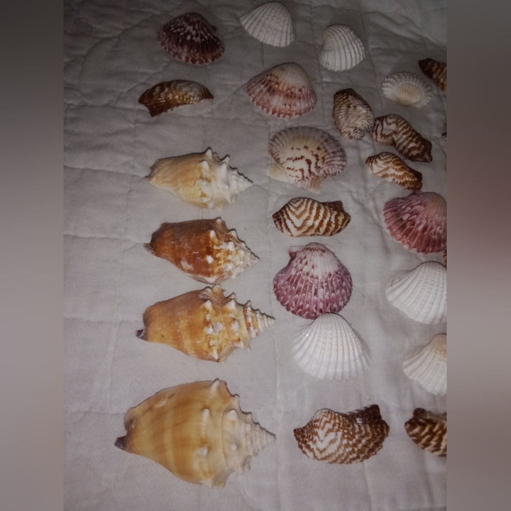 Sea Shells Mini Conchs Crafting Lot of 34 - Picture 6 of 6